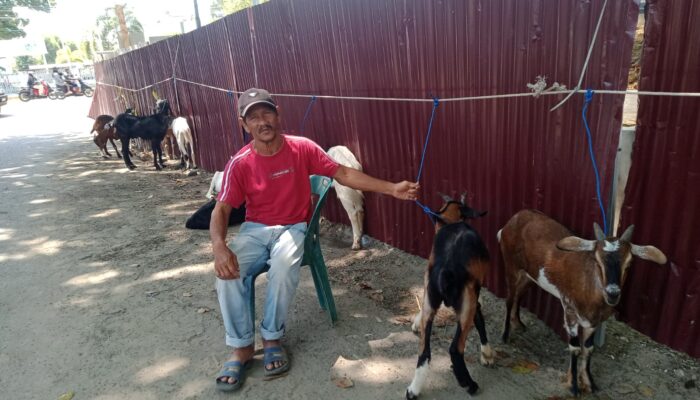 Bisnis Kambing Kurban Menjanjikan, Mantan Sopir Bus Cicipi Untung