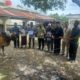PT PGE Serahkan 38 Sapi Kurban kepada Masyarakat Aceh Utara